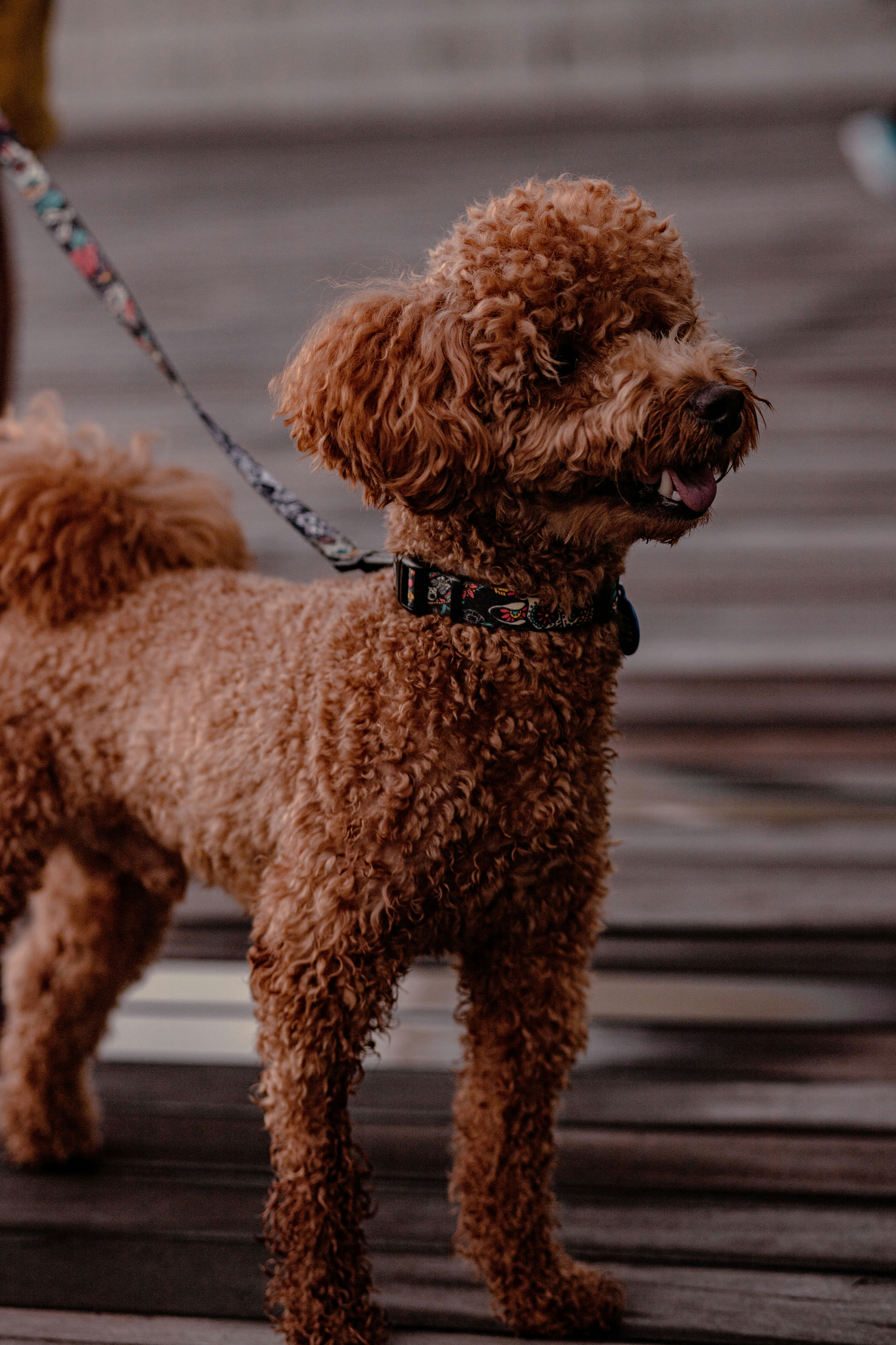 Schwarzer Pudel mit brauner Leine Foto – Kostenloses Bild zum Thema Tier  auf Unsplash, image size:3000x4500