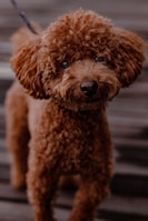 A small, curly-haired brown dog looks directly into the camera with a curious expression. Its fur appears fluffy and well-groomed, and it stands on a textured surface with a leash visible, suggesting it's ready for a walk.