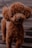 A small, curly-haired brown dog looks directly into the camera with a curious expression. Its fur appears fluffy and well-groomed, and it stands on a textured surface with a leash visible, suggesting it's ready for a walk.