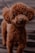 A small, curly-haired brown dog looks directly into the camera with a curious expression. Its fur appears fluffy and well-groomed, and it stands on a textured surface with a leash visible, suggesting it's ready for a walk.