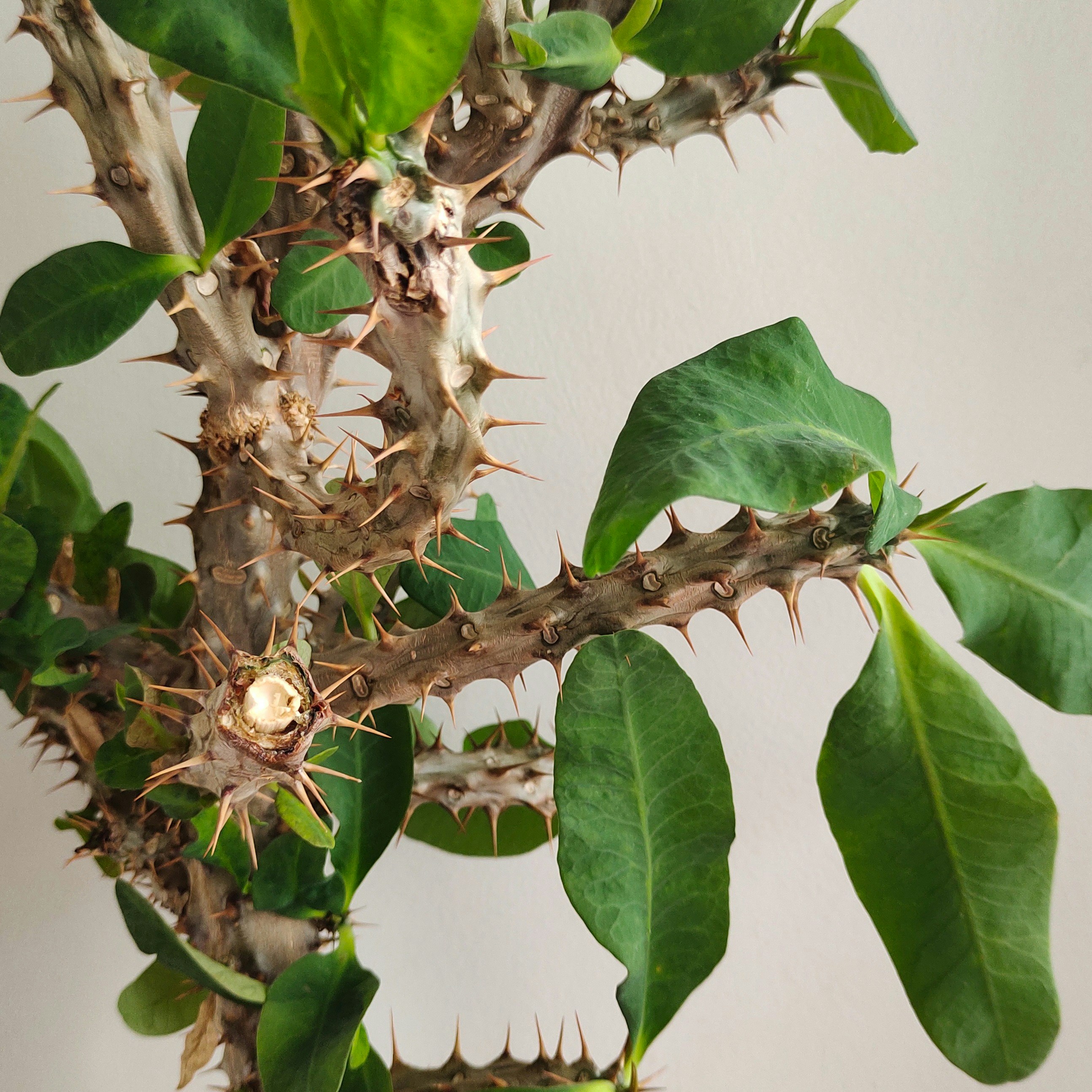 indoor plant wallpaper, wallpaper, Dining Room Plants: Styling Tips & Best Choices 2