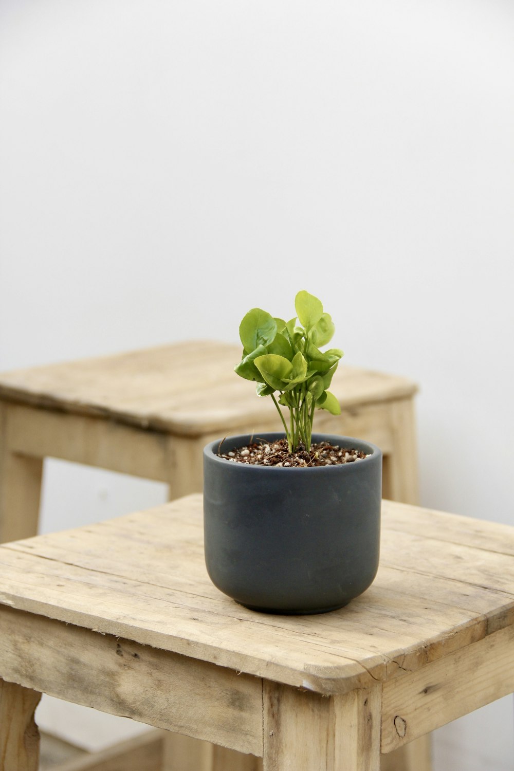 a potted plant sitting on top of a wooden table