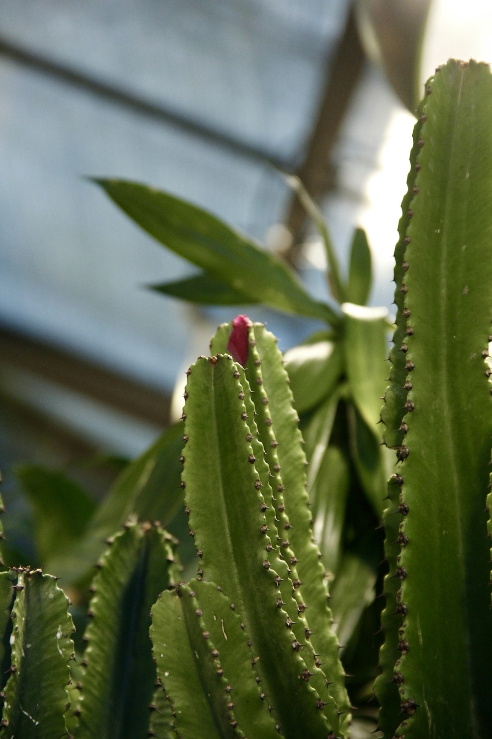 a close up of a green plant with a red flower
