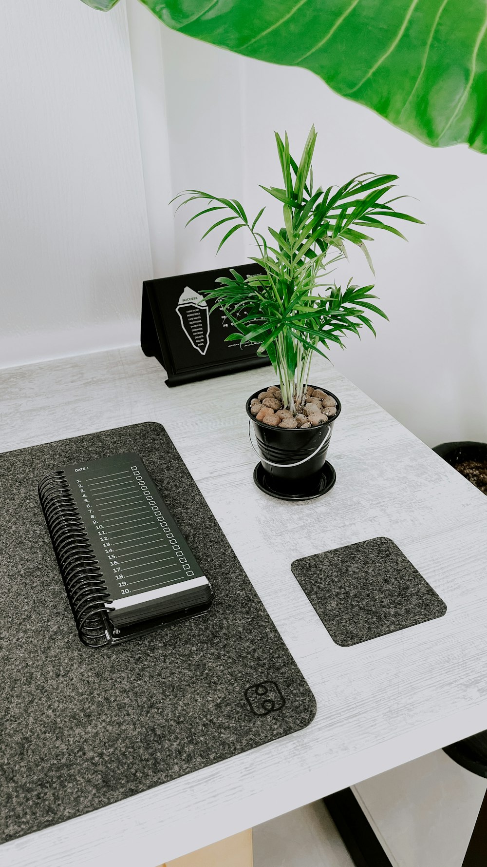 a potted plant sitting on top of a white table