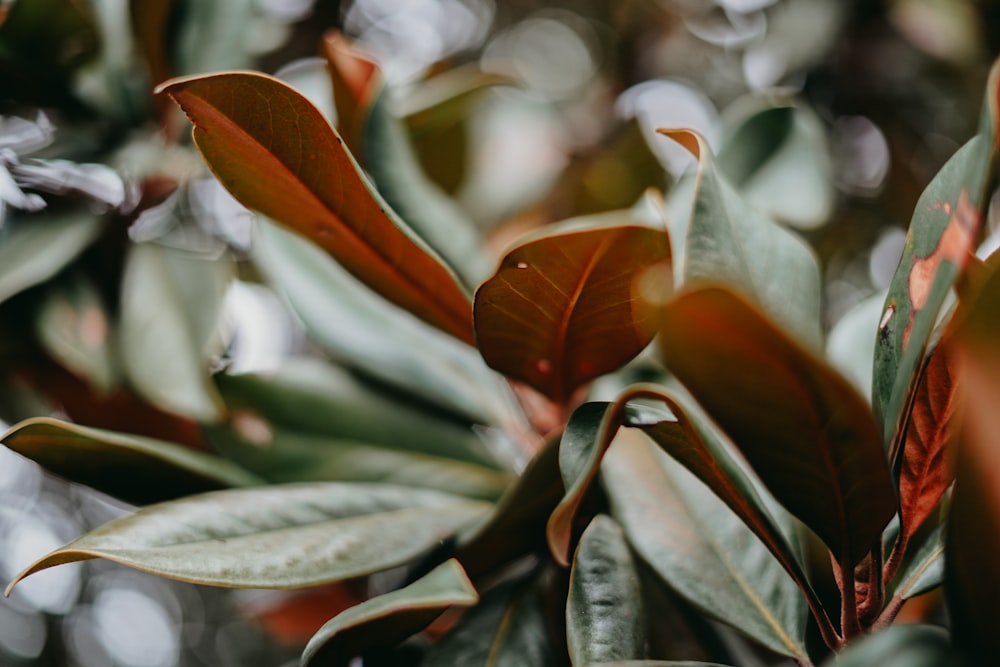 a close up of a plant with leaves