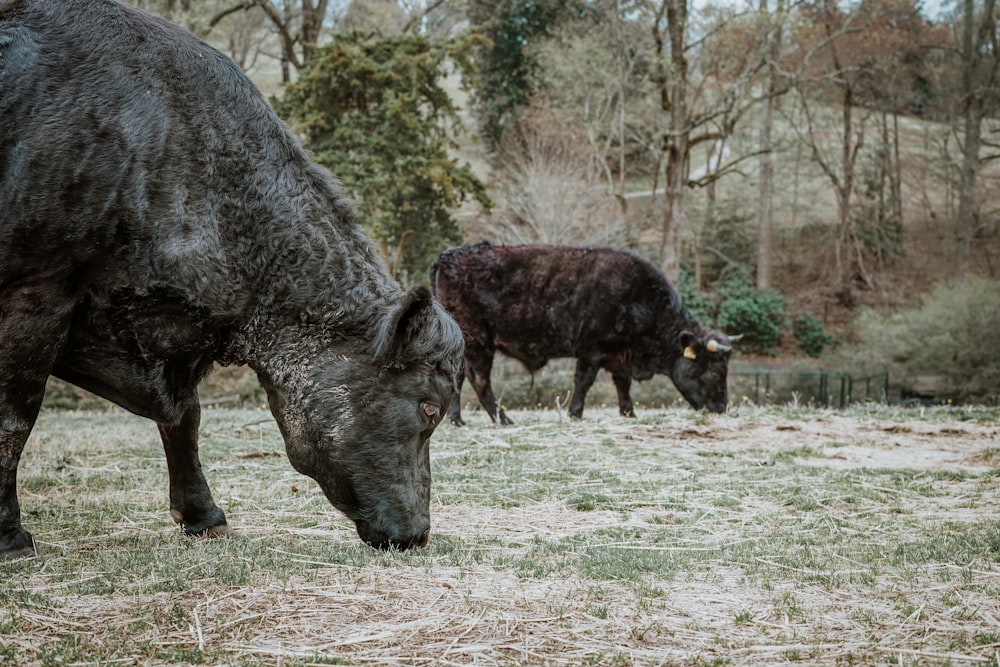 a couple of cows grazing on a grass covered field