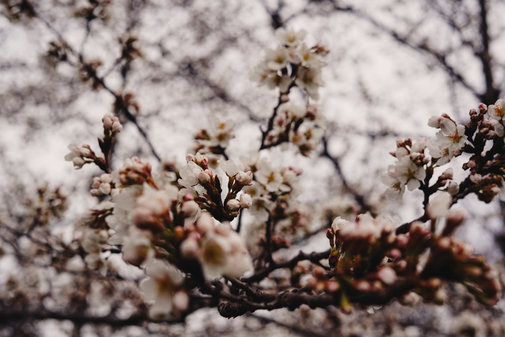 a close up of a tree with white flowers