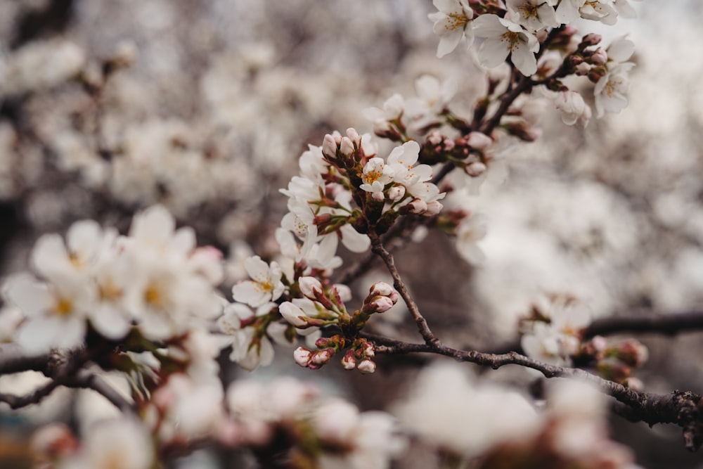 a close up of a tree with white flowers