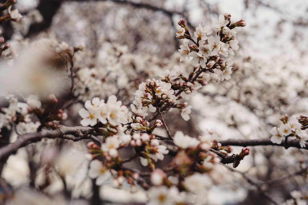 a close up of a tree with white flowers