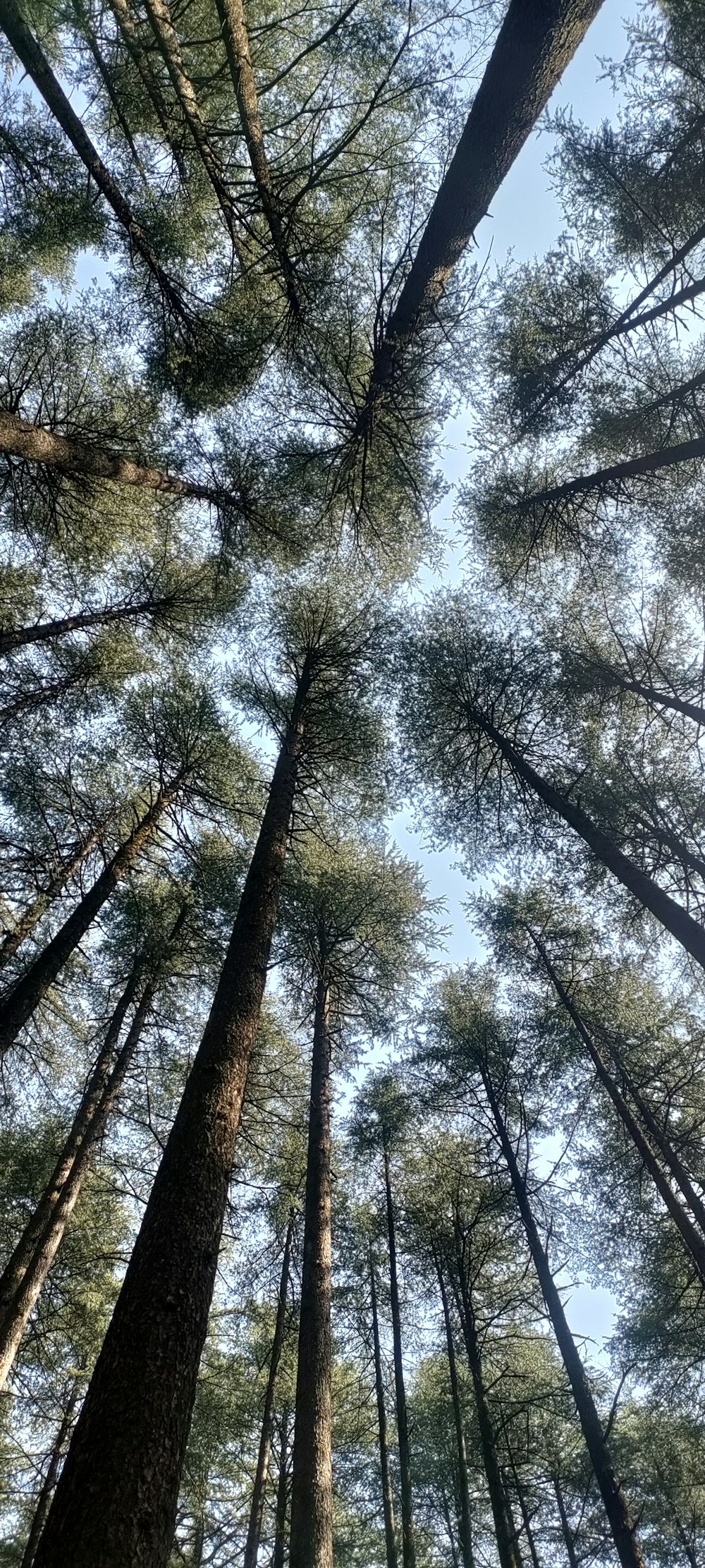 a group of tall trees in a forest