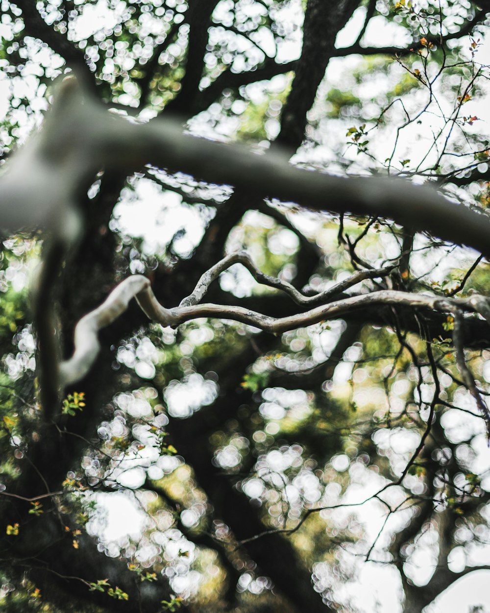 a close up of a tree branch with lots of leaves