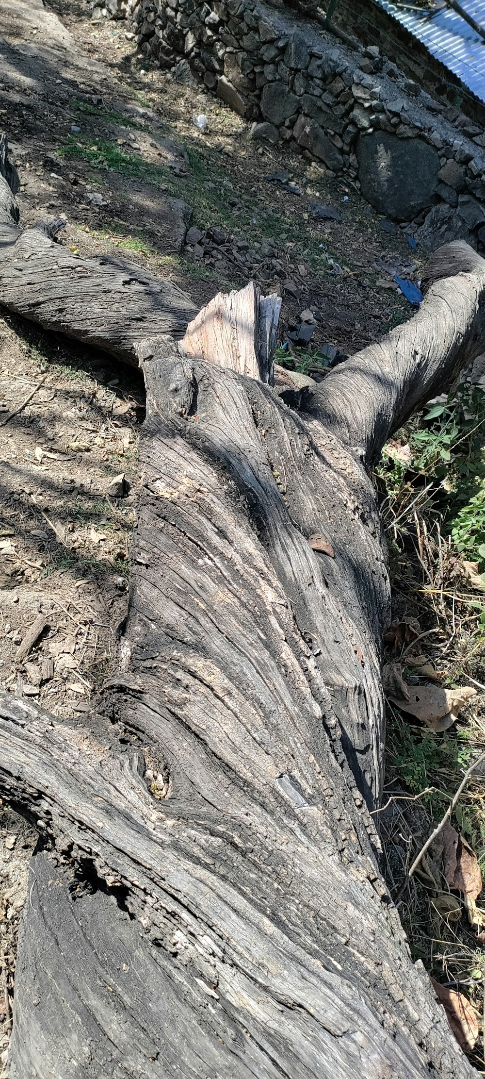 a bird sitting on top of a fallen tree