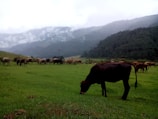 A lush green pasture with a herd of cows grazing peacefully. The cows are scattered across the field, with one prominent cow in the foreground. The background features mist-covered hills and dense evergreen forests under a gray sky.