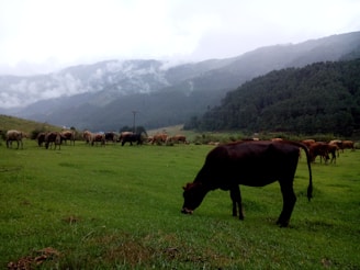 A lush green pasture with a herd of cows grazing peacefully. The cows are scattered across the field, with one prominent cow in the foreground. The background features mist-covered hills and dense evergreen forests under a gray sky.