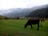 A lush green pasture with a herd of cows grazing peacefully. The cows are scattered across the field, with one prominent cow in the foreground. The background features mist-covered hills and dense evergreen forests under a gray sky.
