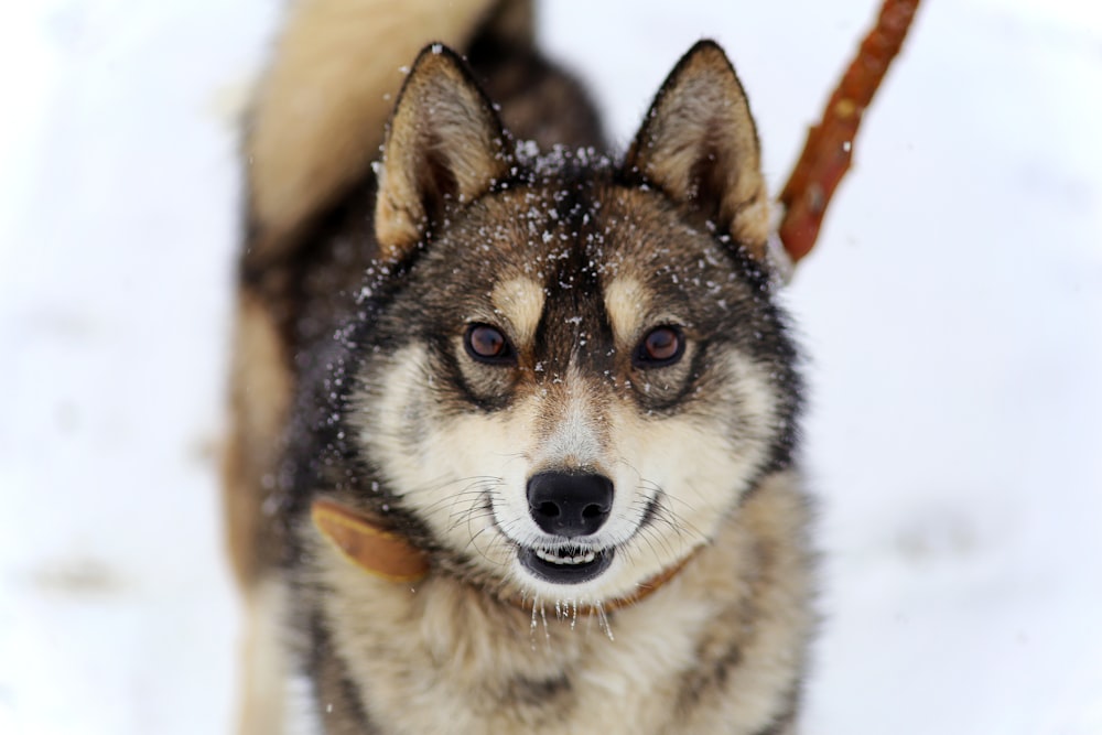 a dog is standing in the snow with a stick in its mouth