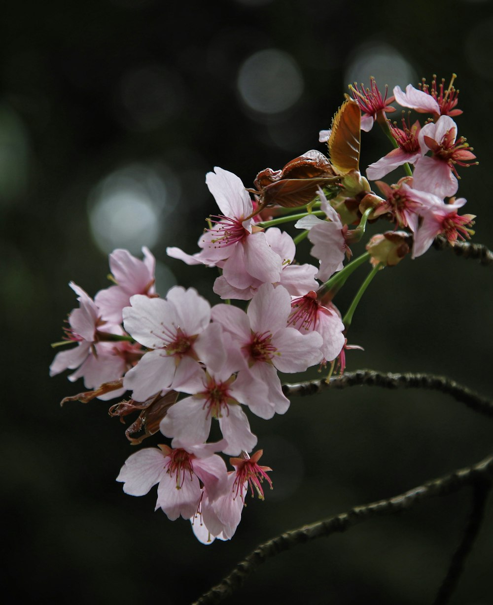 a close up of some pink flowers on a tree