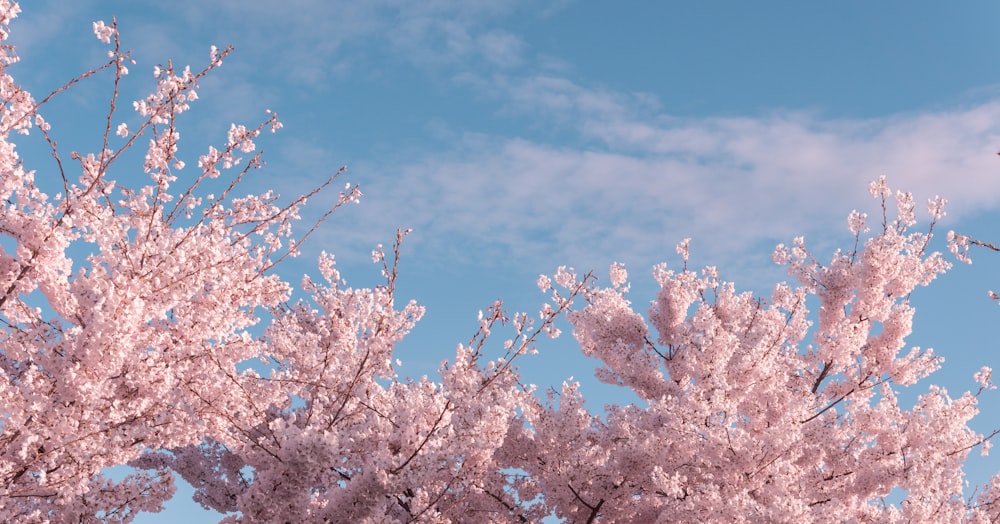 a group of trees with pink flowers on them