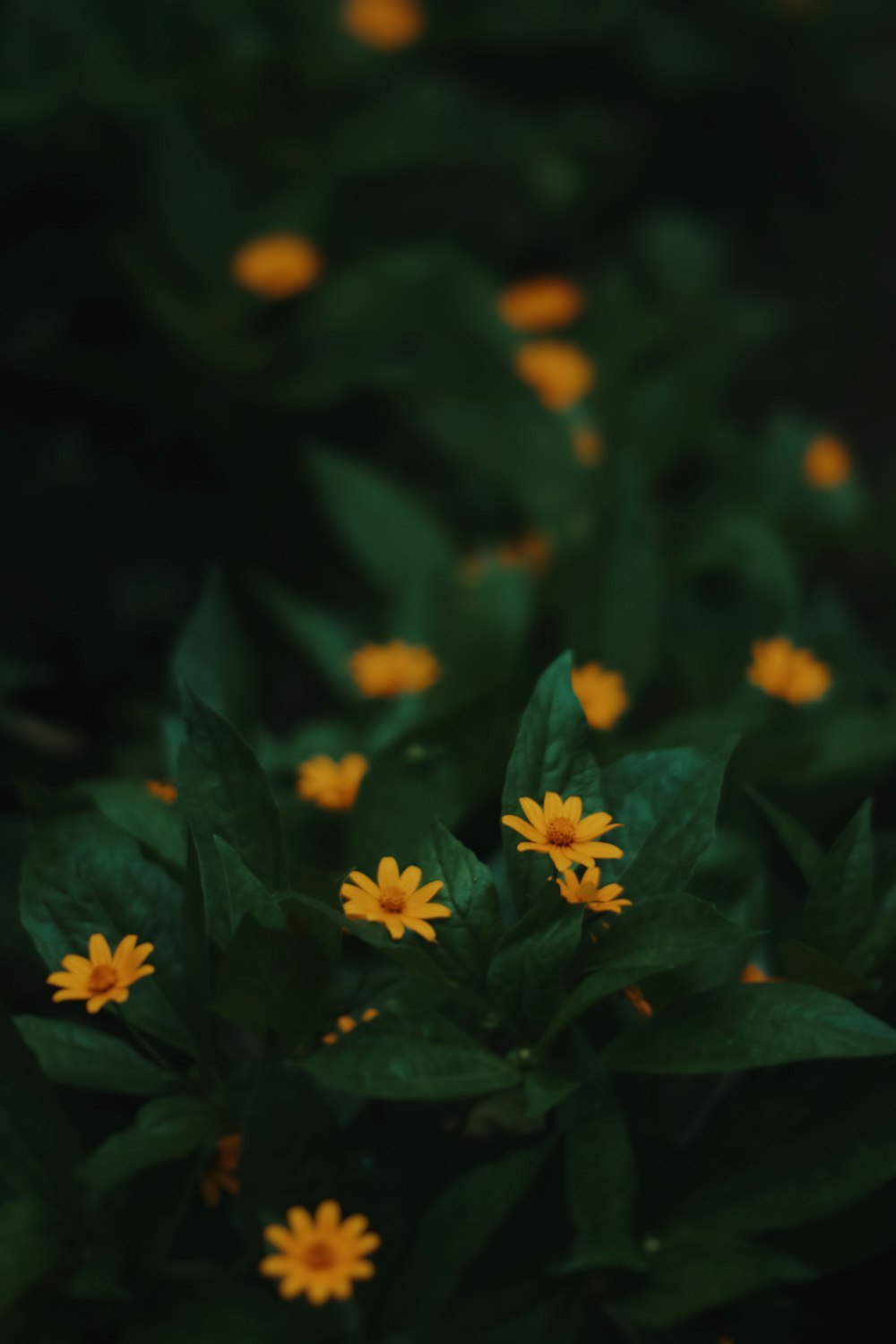 a bunch of yellow flowers that are in the grass