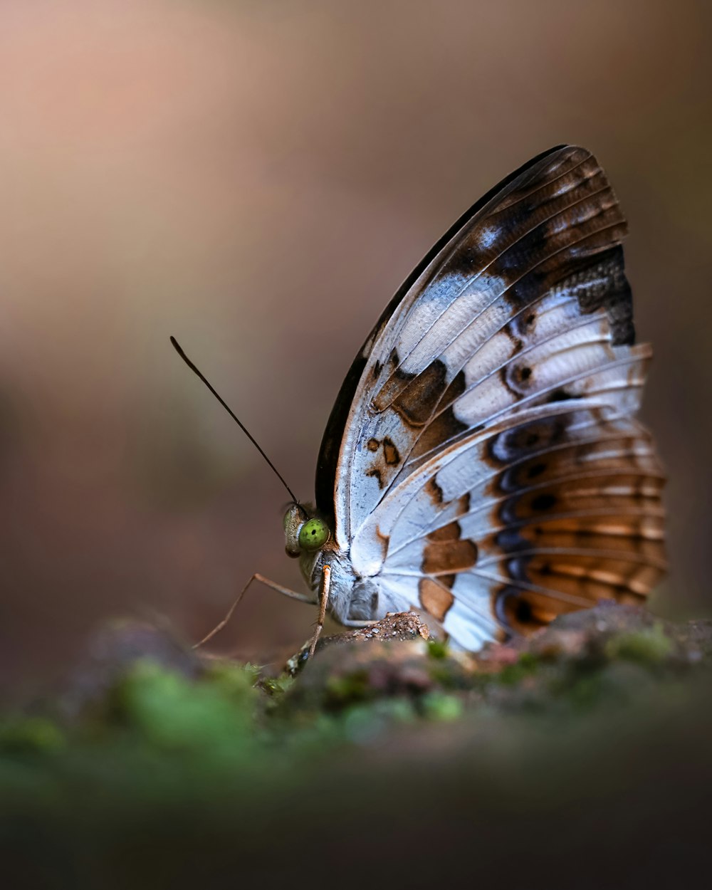 a close up of a butterfly on a plant