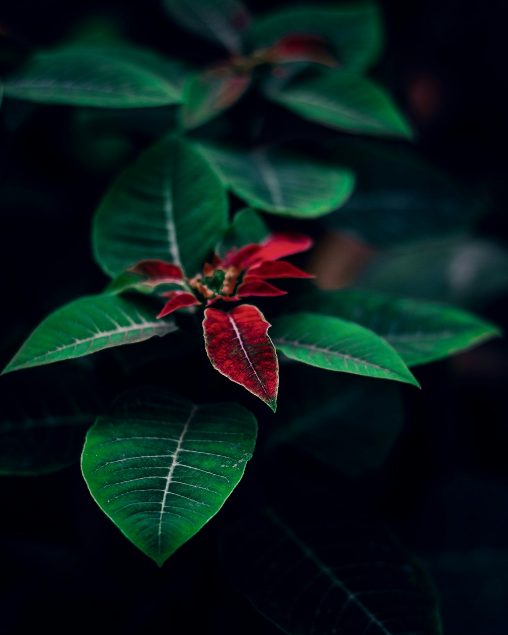 a poinsettia plant with red and green leaves