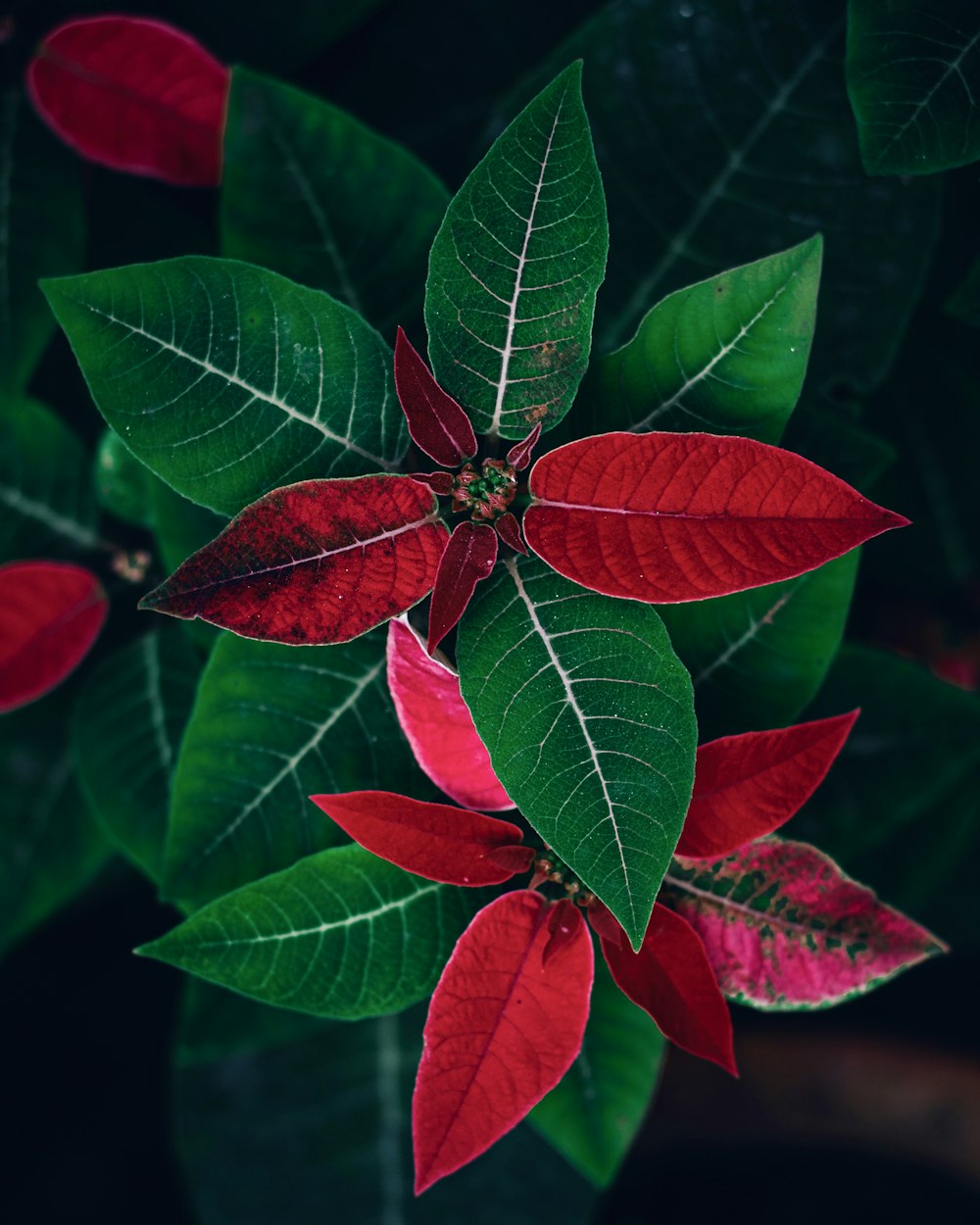 a close up of a poinsettia plant with red and green leaves