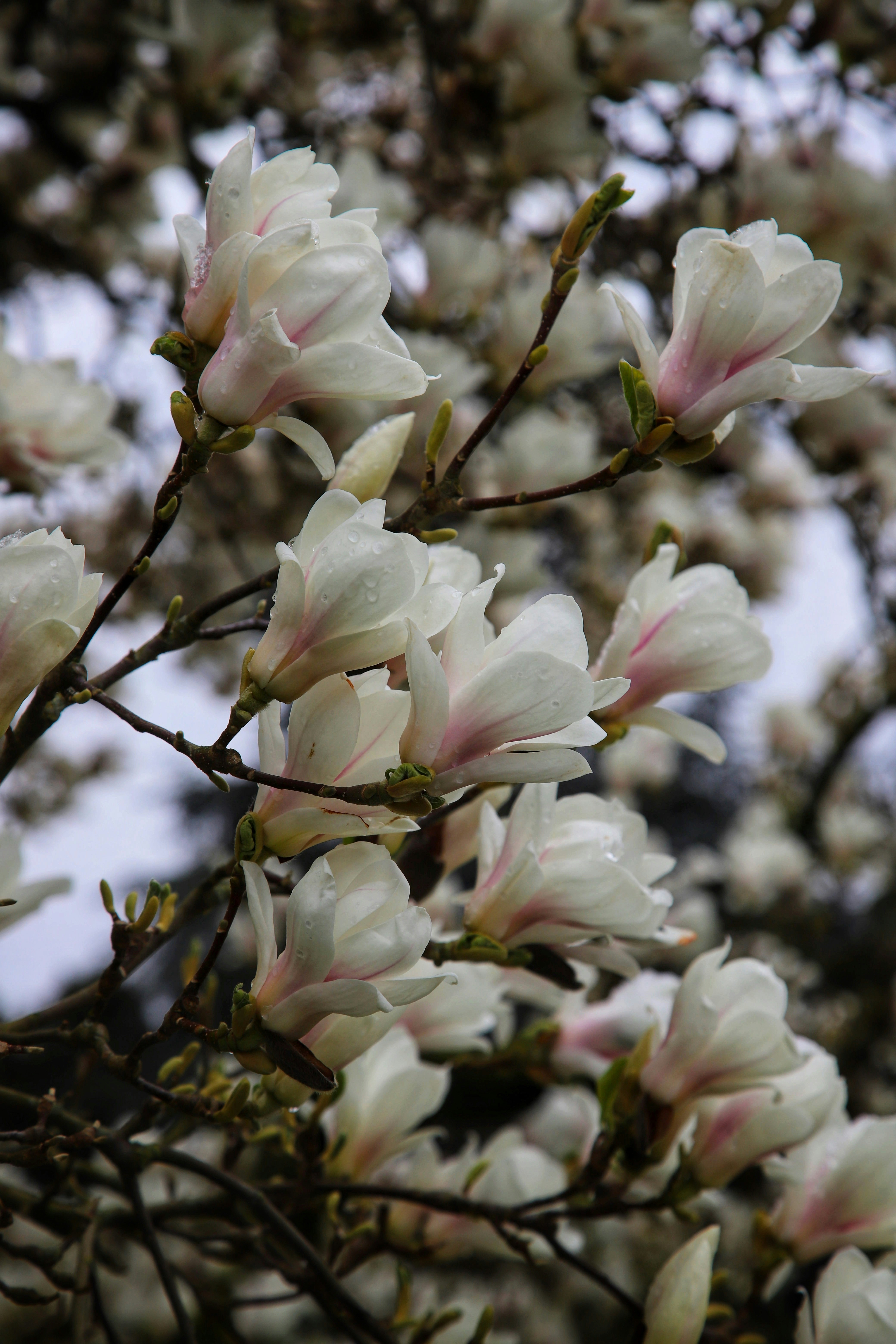 Un arbre avec beaucoup de fleurs blanches dessus photo – Image gratuite de  Magnolia sur Unsplash, image size:3000x4500