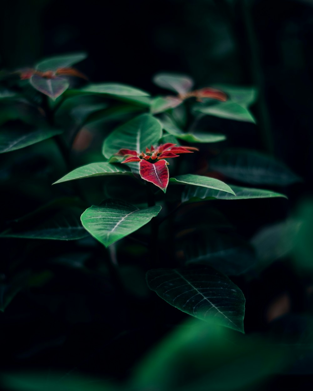 a red flower with green leaves in the background