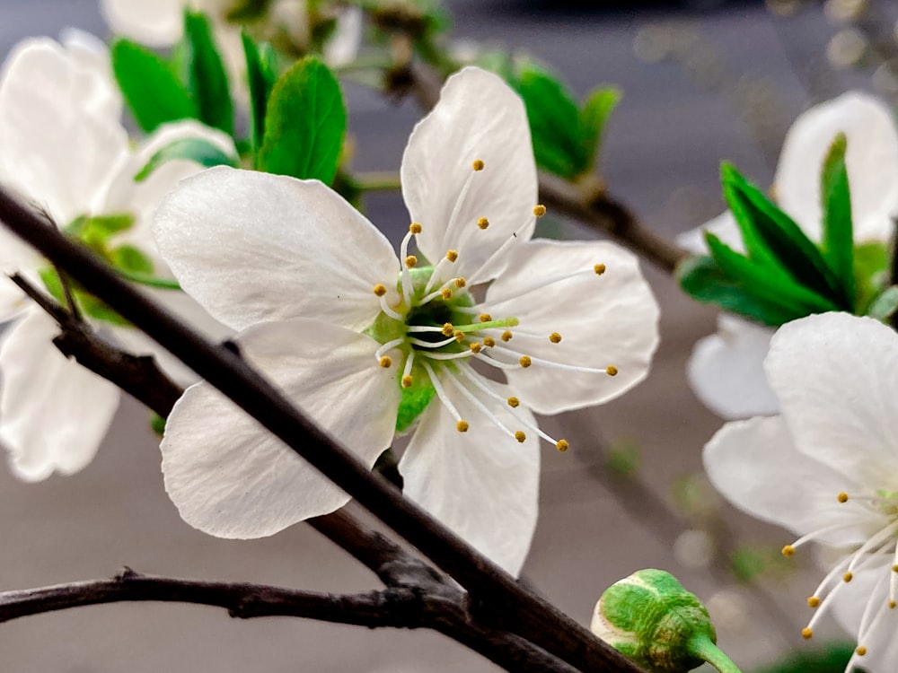 a close up of a tree with white flowers