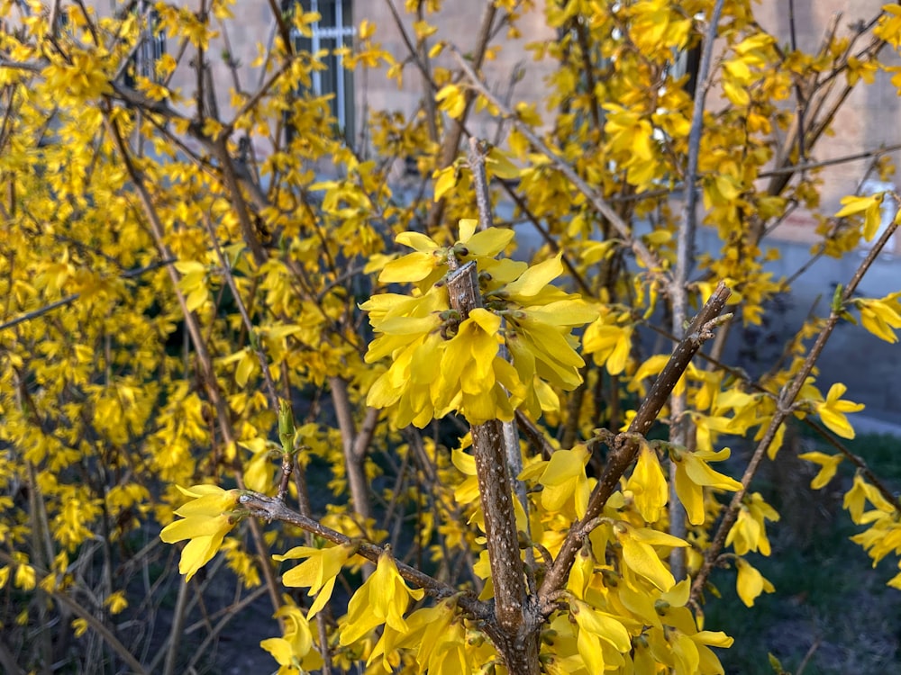 a bush with yellow flowers in front of a building