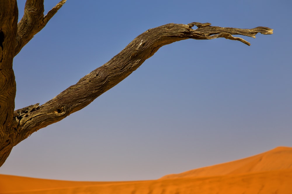 Un árbol con una montaña al fondo