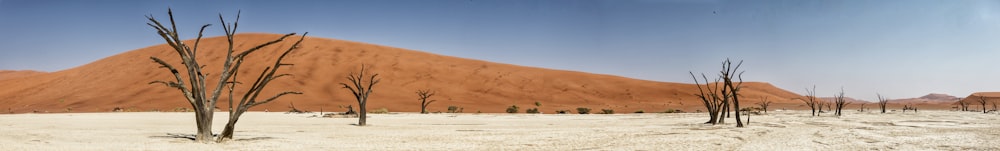 a group of trees in the middle of a desert