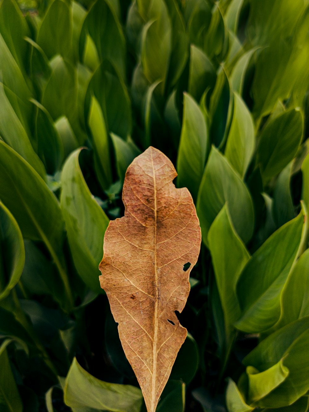 a single leaf sitting on top of a lush green plant