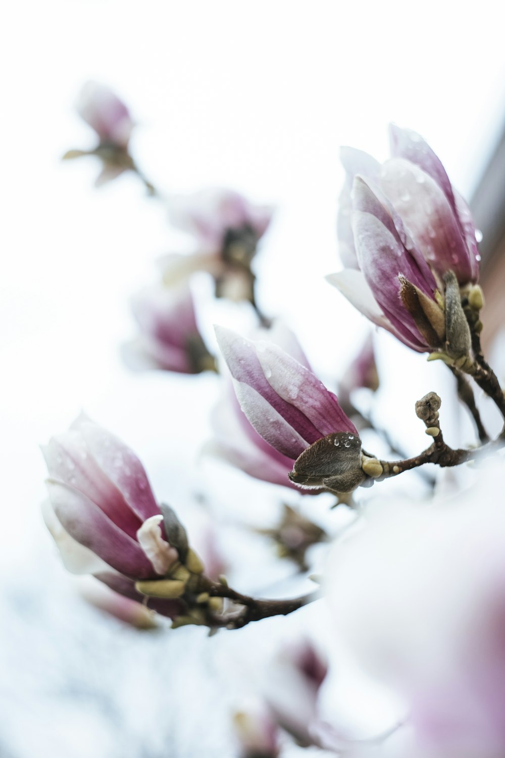 a close up of a flower on a tree