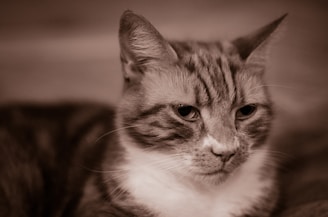 A close-up of a cat's face with focused eyes, prominent ears, and detailed fur texture. The image has a sepia tone, giving it a vintage feel.