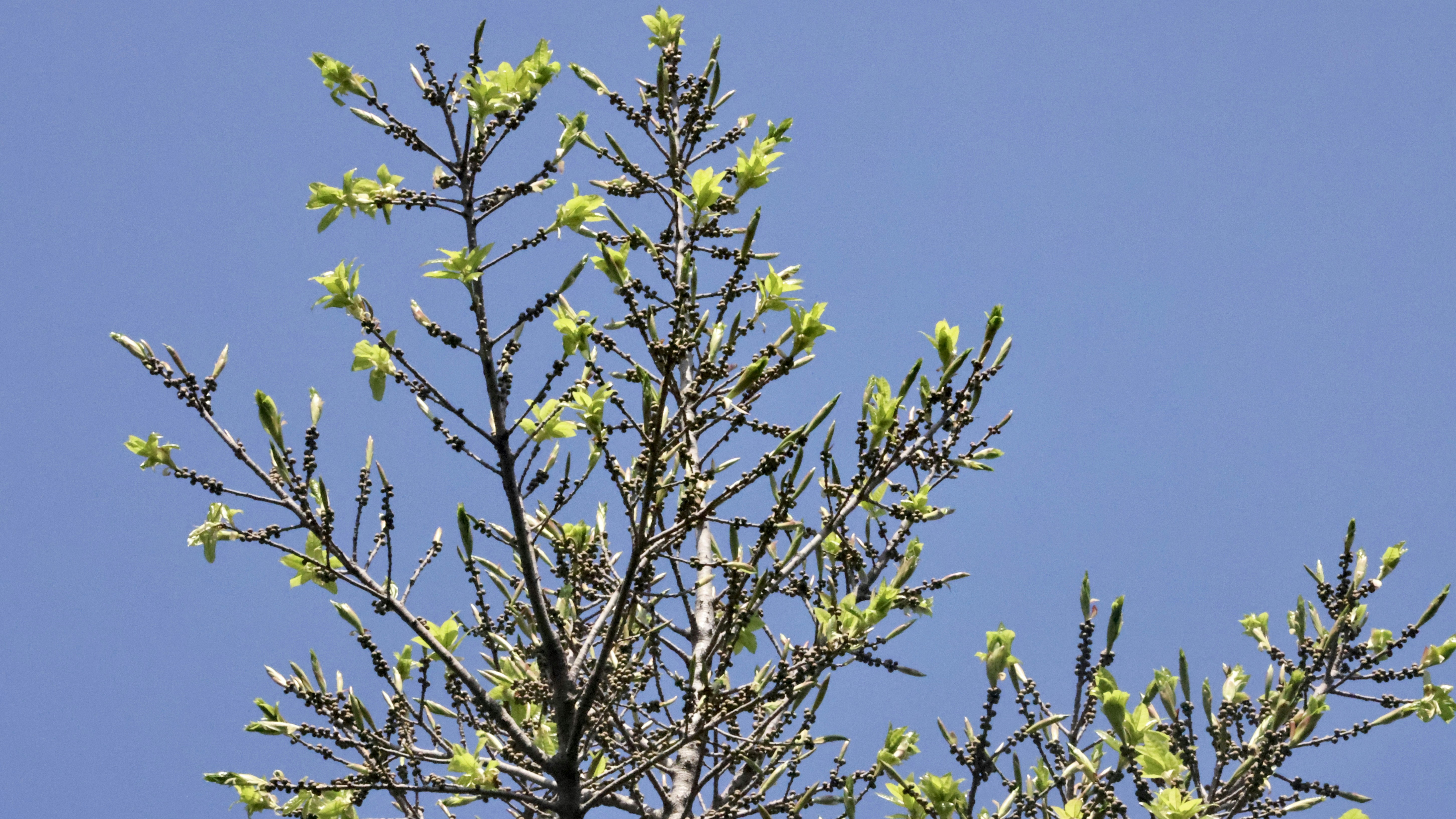 Photo by dickenslin76