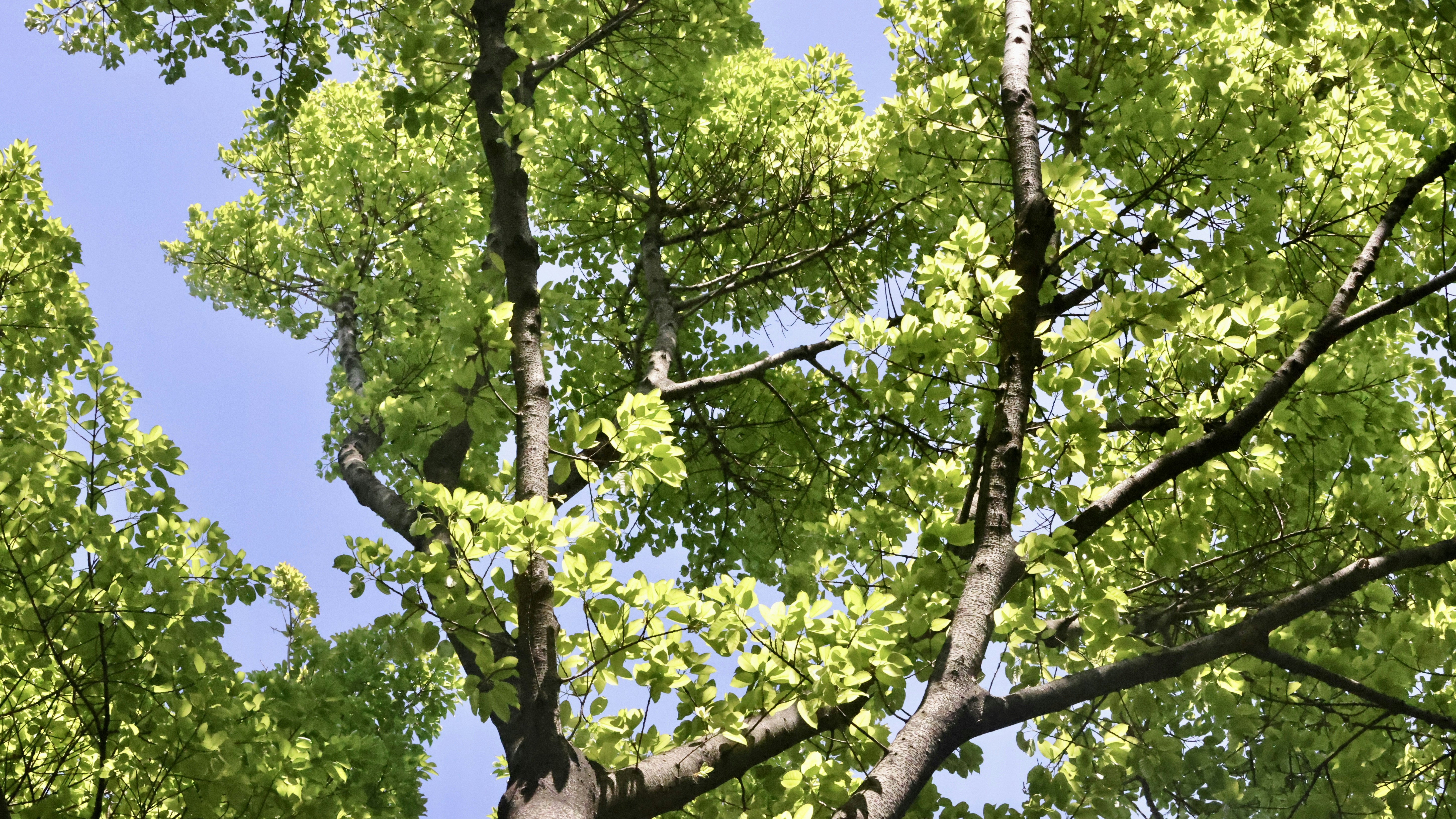 Photo by dickenslin76