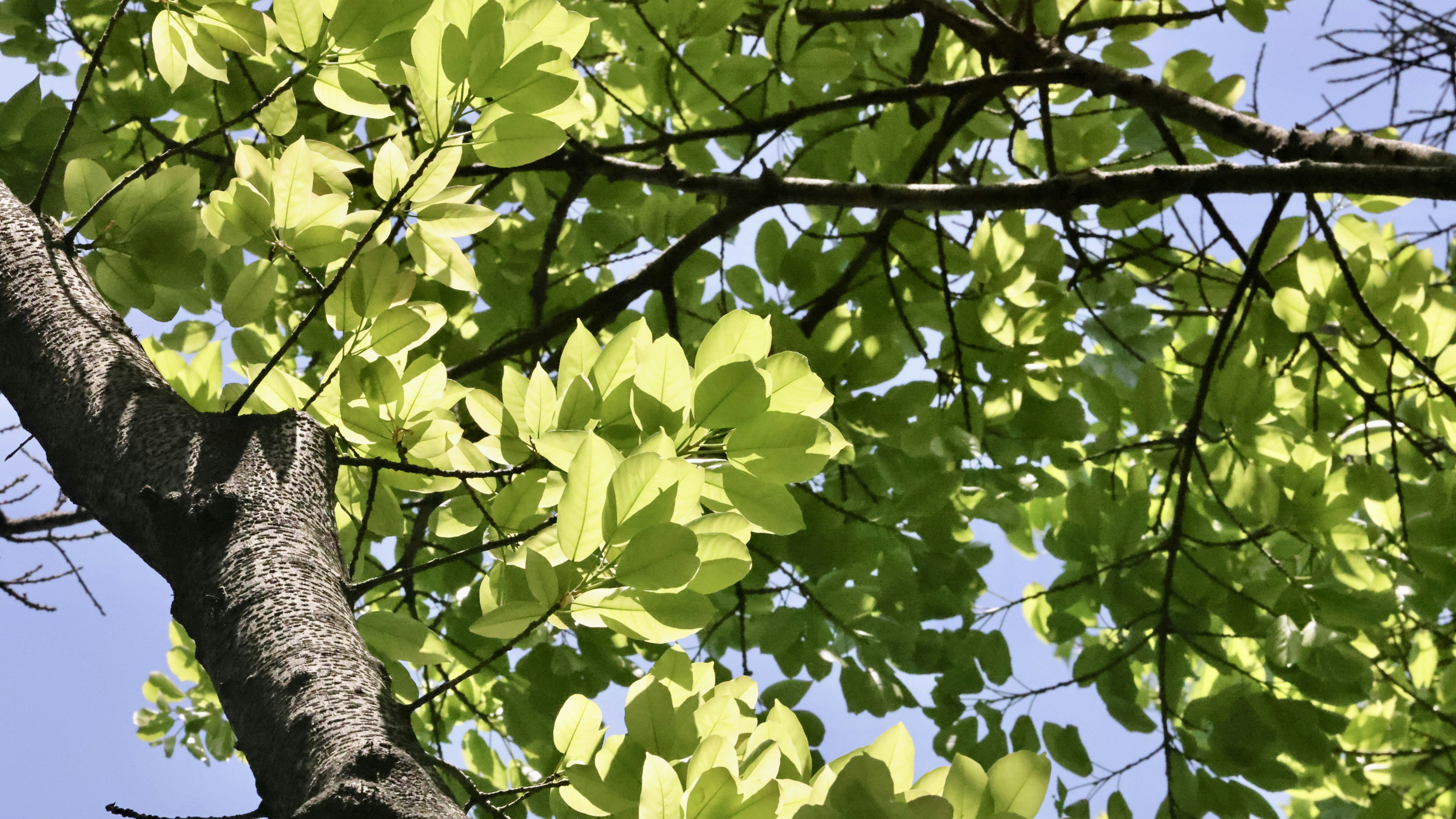 Photo by dickenslin76