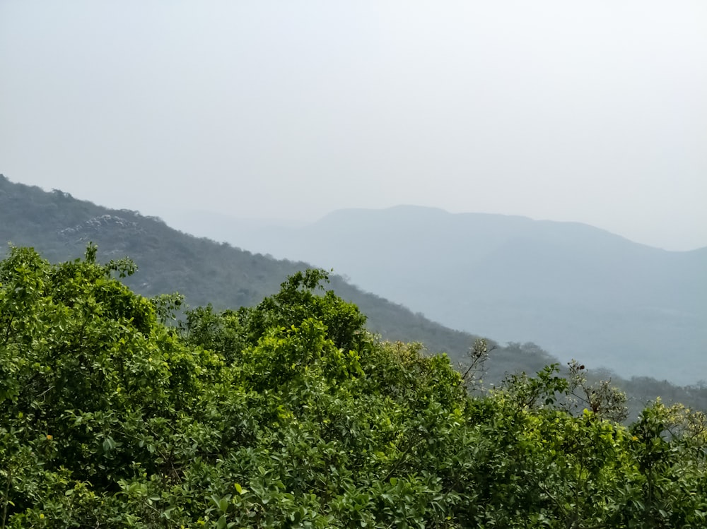 a view of a mountain range with trees in the foreground