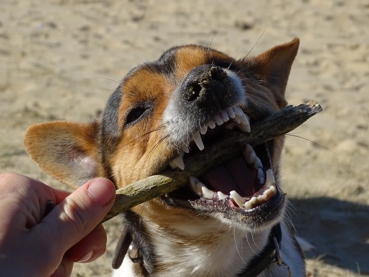 Perro mordiendo un palo dental para limpiar sus dientes