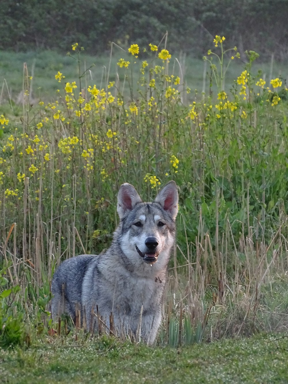 a dog sitting in a field of tall grass