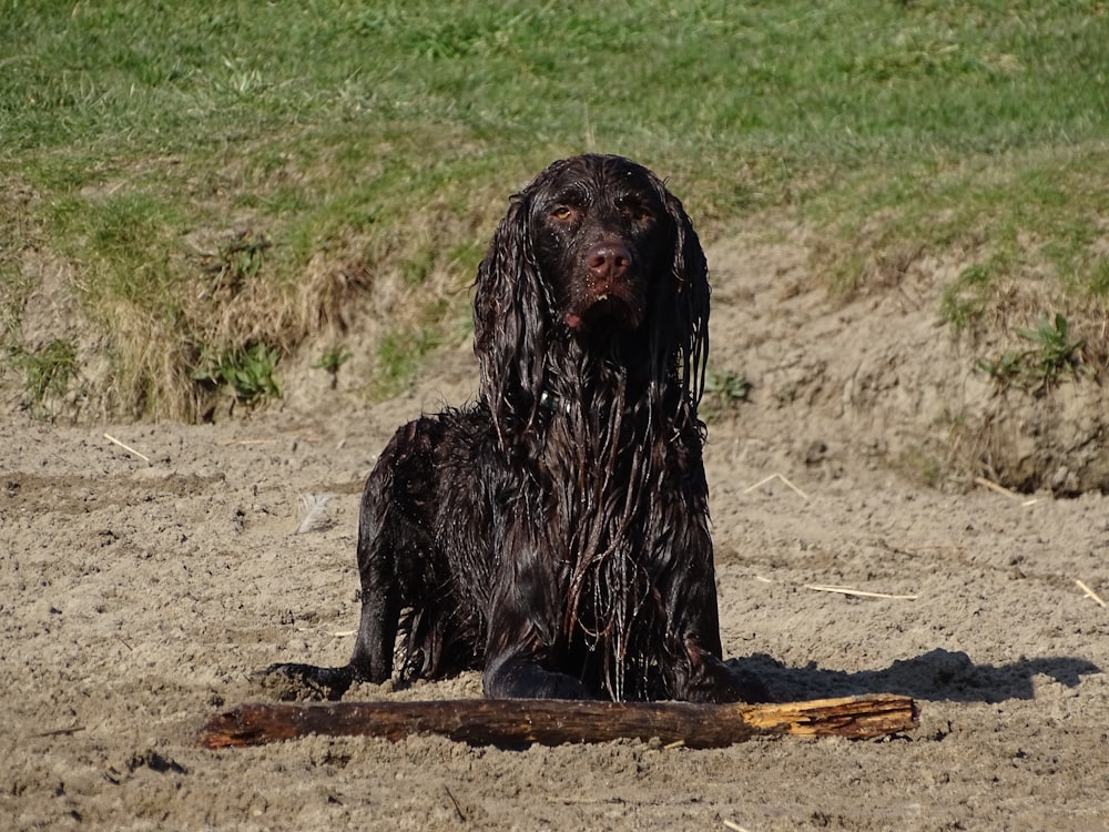 a wet black dog sitting in the sand