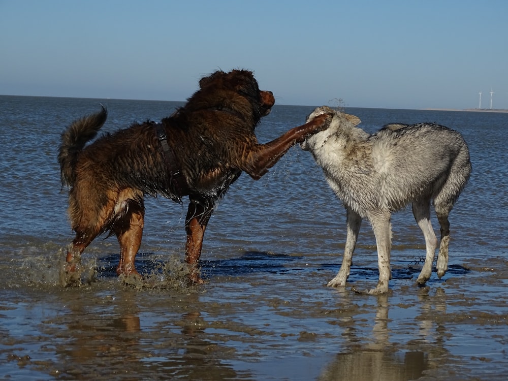 a couple of dogs standing on top of a beach