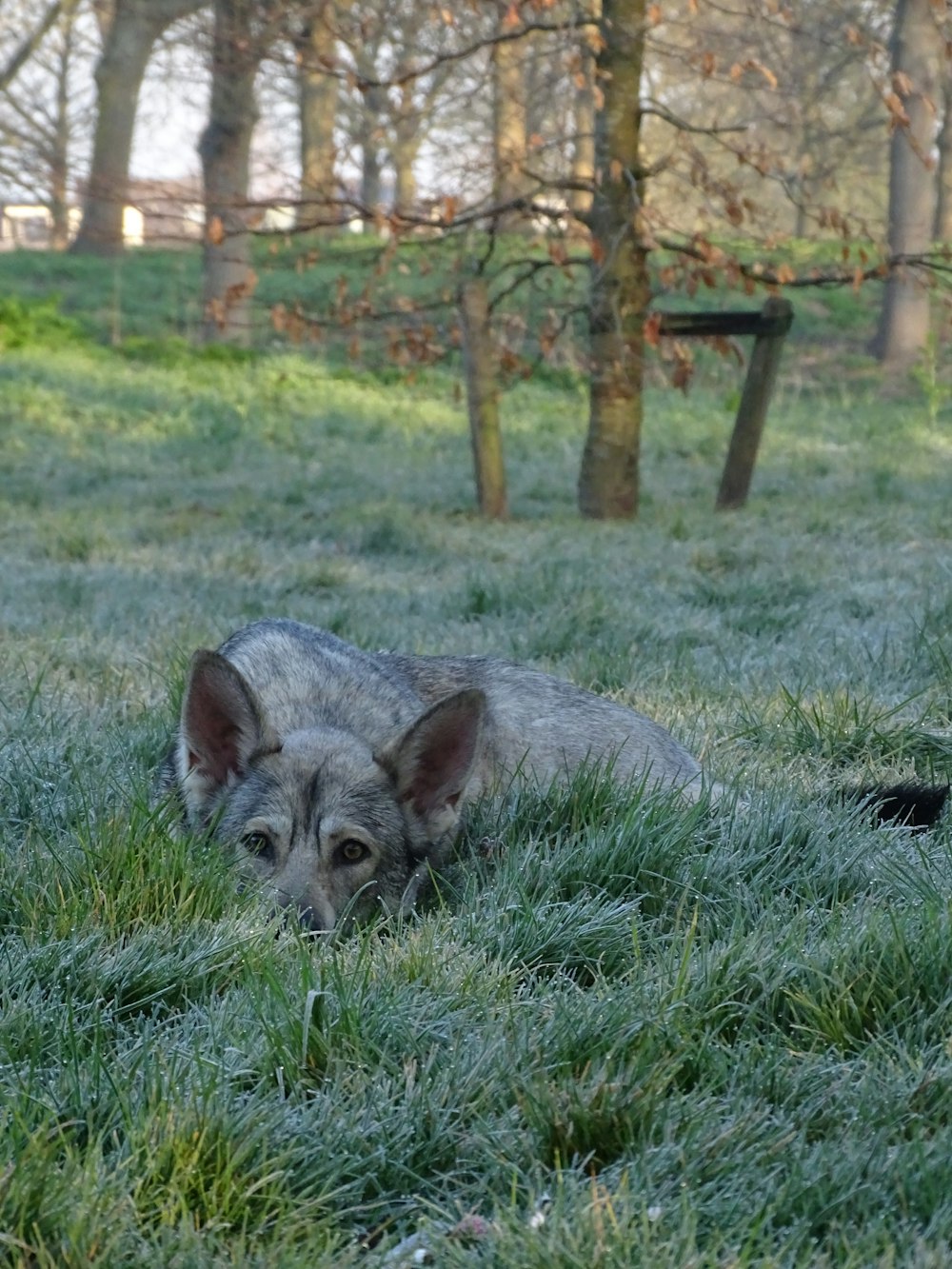 a dog laying in a field of grass