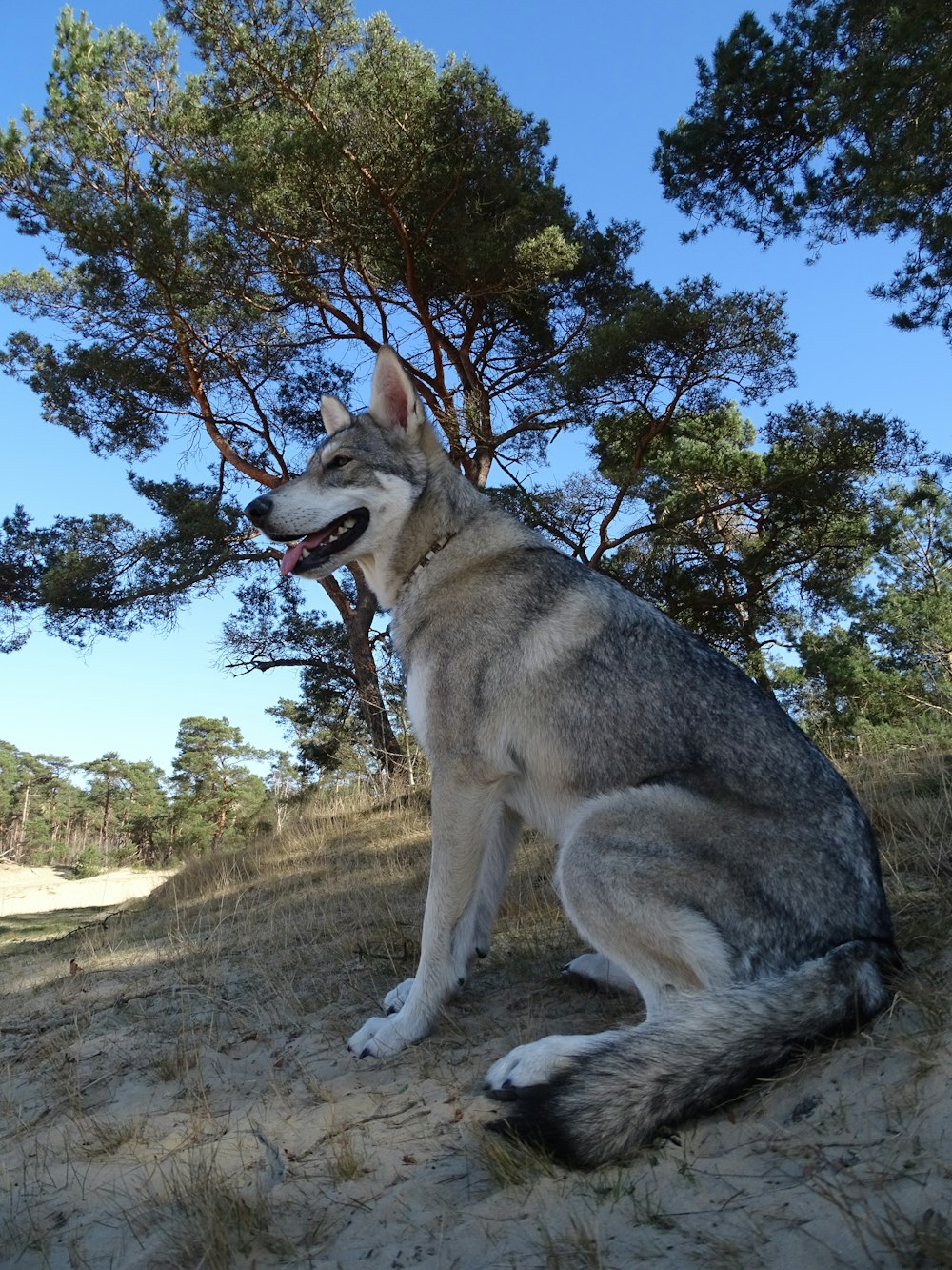 a dog sitting in the sand near a tree
