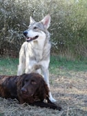 A large, wolf-like dog stands alert with a friendly expression in front of lush green foliage. Lying next to it is a brown, long-haired dog with a calm demeanor. The setting is an outdoor, natural environment with a grassy and slightly dry terrain.