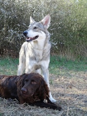 A large, wolf-like dog stands alert with a friendly expression in front of lush green foliage. Lying next to it is a brown, long-haired dog with a calm demeanor. The setting is an outdoor, natural environment with a grassy and slightly dry terrain.