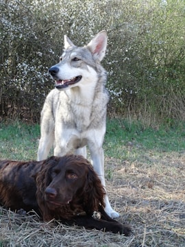 A large, wolf-like dog stands alert with a friendly expression in front of lush green foliage. Lying next to it is a brown, long-haired dog with a calm demeanor. The setting is an outdoor, natural environment with a grassy and slightly dry terrain.