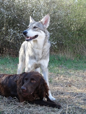 A large, wolf-like dog stands alert with a friendly expression in front of lush green foliage. Lying next to it is a brown, long-haired dog with a calm demeanor. The setting is an outdoor, natural environment with a grassy and slightly dry terrain.