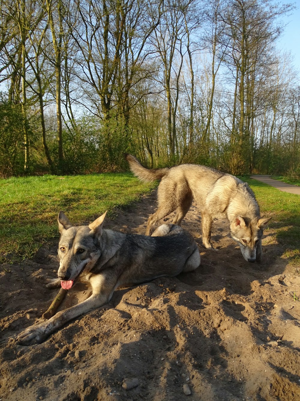 a couple of dogs standing on top of a dirt field